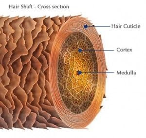 How to find and care for your hair porosity